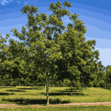 Pecan Orchards